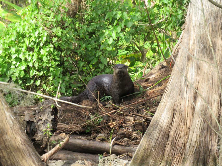 Orlando: Small Group Rock Springs Run Kayak Tour - Meeting point basics and what to bring
