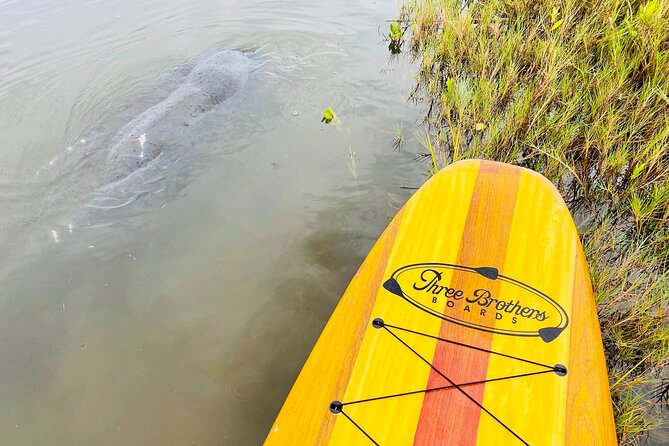 Ormond Beach Manatee and Nature Tour Kayaking or Paddle Boarding - Manatees, dolphins, and sea turtles: what to expect and how to set realistic hopes