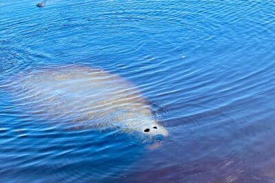 Ormond Beach Manatee and Nature Tour Kayaking or Paddle Boarding - Tomoka River paddling in Tomoka State Park: birds, Timucua context, and the value of moving slowly