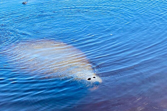 Ormond Beach Manatee and Nature Tour Kayaking or Paddle Boarding - Tomoka River paddling in Tomoka State Park: birds, Timucua context, and the value of moving slowly