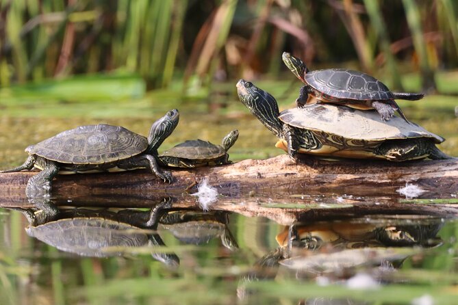 Ottawa: Ecological Reserve Kayak Tour with Turtle Sightings - Turtle sightings and wildlife you can actually notice