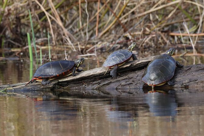 Ottawa: Ecological Reserve Kayak Tour with Turtle Sightings - Pacing, picnic time, and walking trails afterward