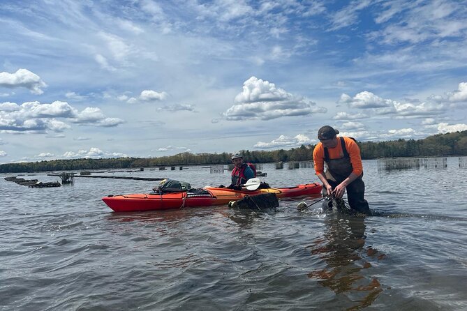 Oyster Tasting and Kayak Tour - Key highlights you’ll actually care about