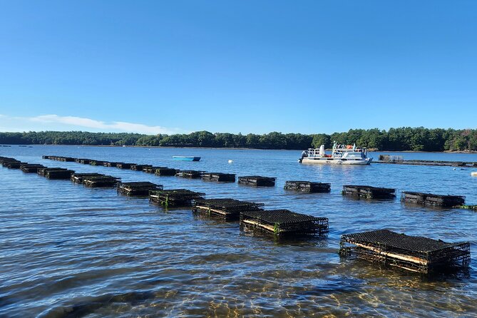 Oyster Tasting and Kayak Tour - Kayaking to oysters in Little Bay: why this tour feels different
