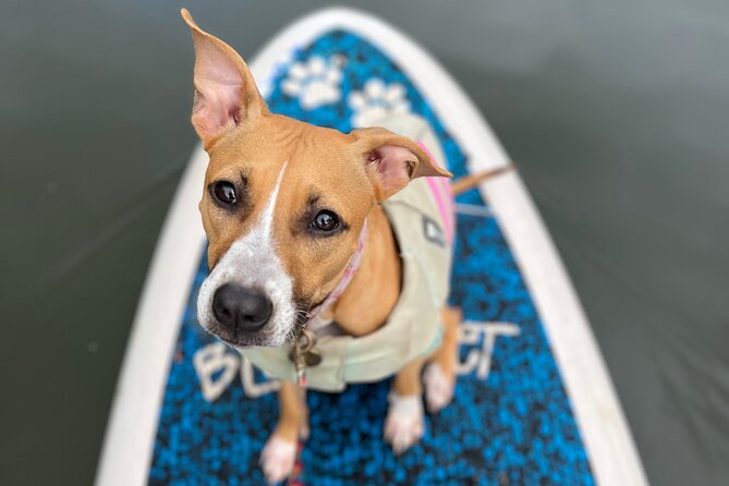 Paddle Board North Shore with Rescue Dogs - Meeting at Blue Planet Hale’iwa and what happens right after