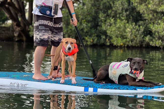 Paddle Board North Shore with Rescue Dogs - Your dog crew: Phoenix leads, and the pups join your board