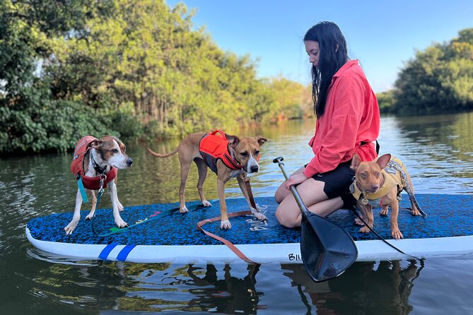 Paddle Board North Shore with Rescue Dogs - Paddling time on calm water, plus turtles as the bonus