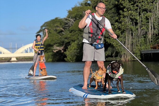 Paddle Board North Shore with Rescue Dogs - Why the guide taking photos makes this tour better than most