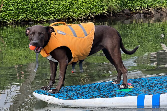 Paddle Board North Shore with Rescue Dogs - Price and value: $150 per person for private instruction and dog-led fun
