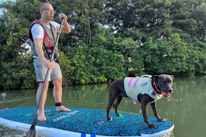 Paddle Board North Shore with Rescue Dogs - The short training lesson that makes your first paddle feel doable