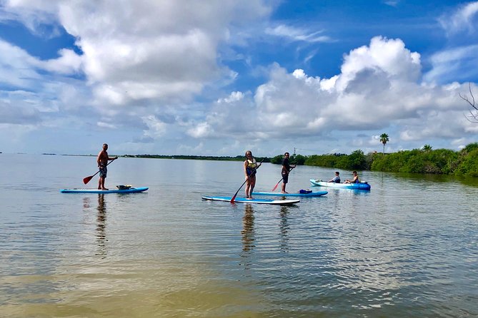 Paddle Board or Kayak Eco Dolphin Manatee Tour - Paddleboard vs kayak: the instruction that makes it feel doable