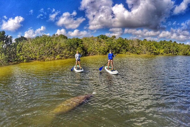 Paddle Boarding Eco Adventure Tour Jupiter Florida - Singer Island - Paddle Boarding Eco Adventure in Jupiter: why this water feels special