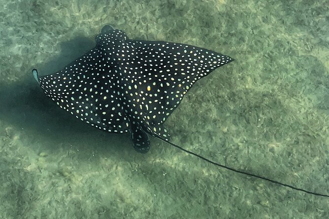 Paddle Boarding Eco Adventure Tour Jupiter Florida - Singer Island - The on-water route: backwater paddling, Fullerton/Sawfish Island, and a possible sandbar