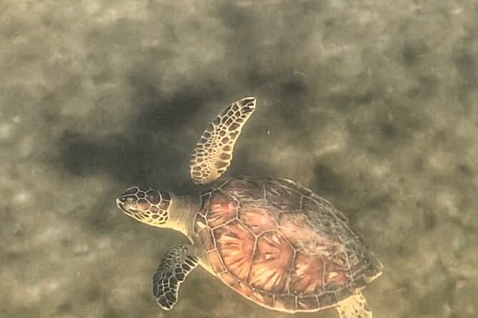 Paddle Boarding Eco Adventure Tour Jupiter Florida - Singer Island - Wildlife spotting you can plan your eyes for