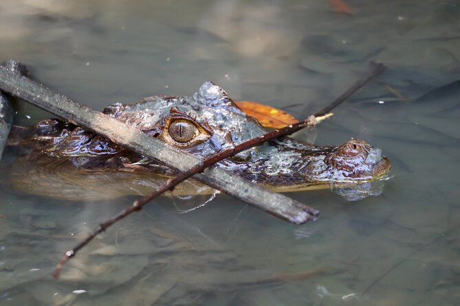 Paddle Through Paradise: Mangrove Kayak Adventure - The Two-Hour Paddle: What Happens on the Water