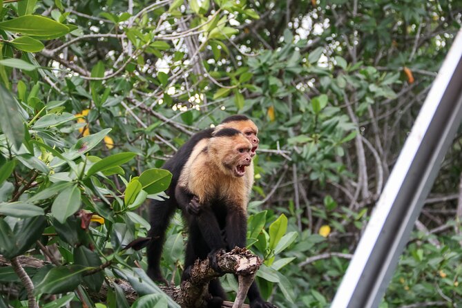 Paddle Through Paradise: Mangrove Kayak Adventure - The Pineapple Finish: A Nice Local Touch