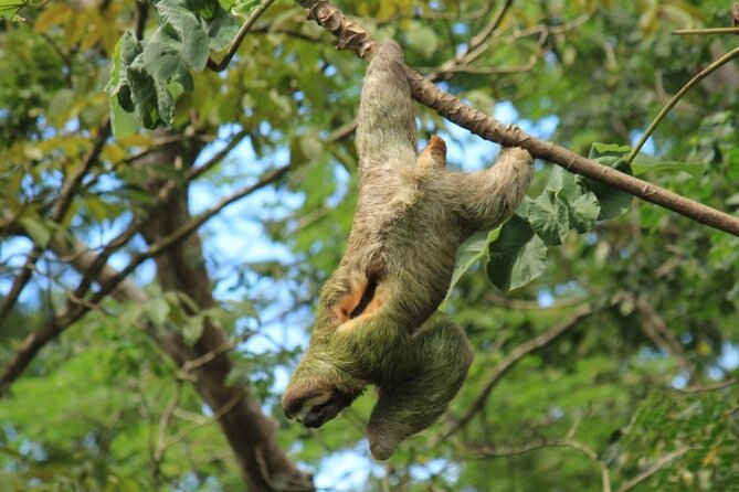 Paddle Through Paradise: Mangrove Kayak Adventure - Ethical Wildlife Viewing: Why This Tour Feels Better