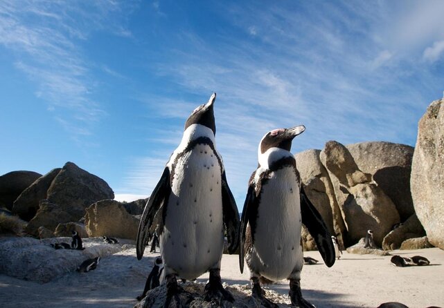 Paddle with the Penguins - Key highlights at a glance