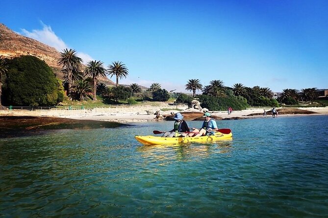 Paddle with the Penguins - On the water: penguins, marine life, and what the guide adds