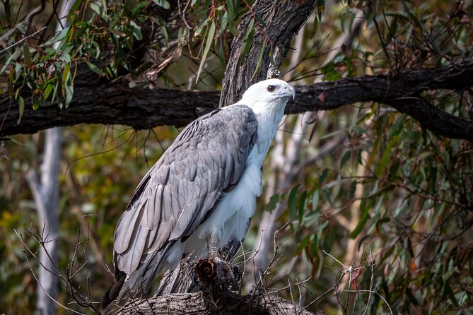 Pambula River Kayaking Tour - Beginner support that actually helps you enjoy the water