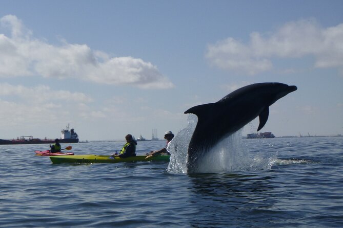 Pelican Point Kayaking Half-Day Tour - Key Things I’d Write on a Sticky Note