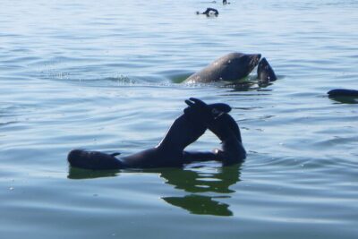 Pelican Point Kayaking Half-Day Tour - The 8:00 start, the meeting point, and what to do if you’re on a cruise