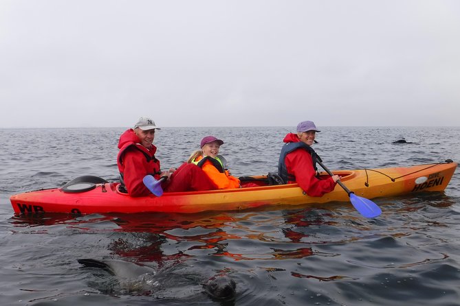 Pelican Point Kayaking Half-Day Tour - On the water at Pelican Point: what you’ll likely see up close