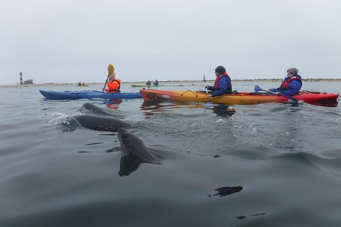 Pelican Point Kayaking Half-Day Tour - Breakfast and time on the beach: how the morning is paced