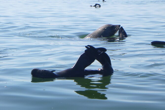 Pelican Point Kayaking Half-Day Tour - The 8:00 start, the meeting point, and what to do if you’re on a cruise