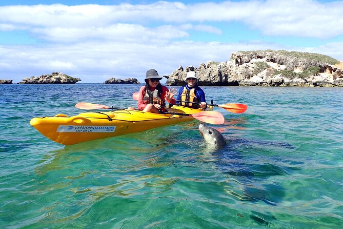 Penguin and Seal Islands Sea Kayaking Experience - Why kayaking Penguin and Seal Islands beats the ferry idea