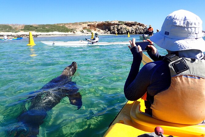 Penguin and Seal Islands Sea Kayaking Experience - Paddling for sea lions and pelicans: how to maximize wildlife time