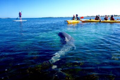 Penguin and Seal Islands Sea Kayaking Experience - Penguin Island walking tour: what you’ll learn on shore