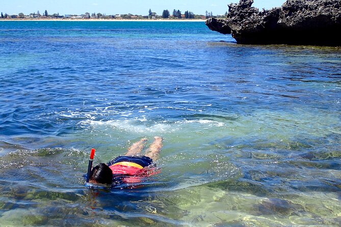 Penguin and Seal Islands Sea Kayaking Experience - Snorkelling in December–March: the bonus that’s only sometimes on