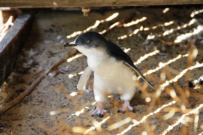 Penguin and Seal Islands Sea Kayaking Experience - The picnic lunch on Penguin Island: more than a break