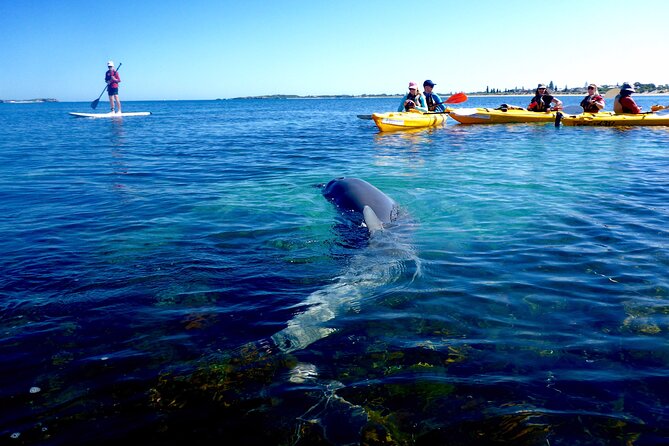 Penguin and Seal Islands Sea Kayaking Experience - Penguin Island walking tour: what you’ll learn on shore