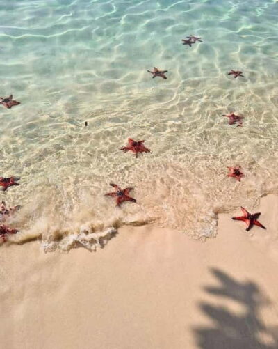 Phu Quoc: Kayaking with Starfish Beach and Bee Farm Tour - Price and what makes $32 feel reasonable
