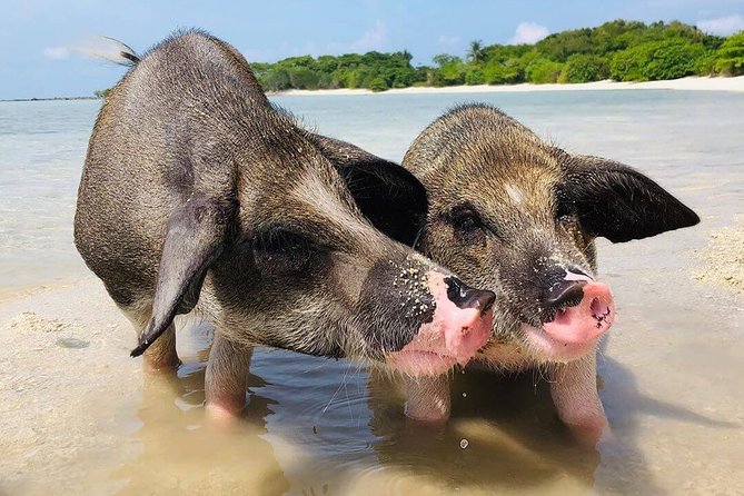 Pig Feeding, Kayaking, Snorkeling Trip at Pig Island By Speedboat From Koh Samui - Value For The Money: What $57.92 Really Buys You