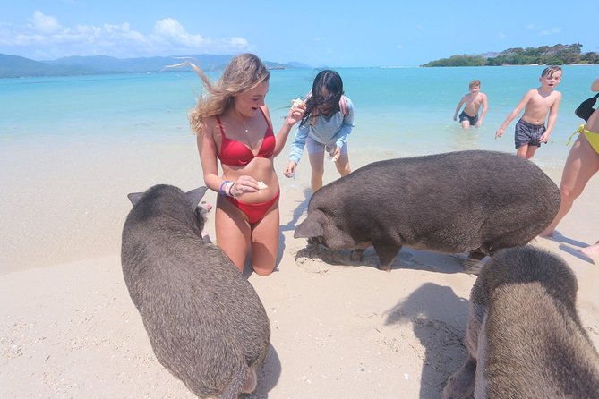 Pig Feeding, Kayaking, Snorkeling Trip at Pig Island By Speedboat From Koh Samui - Pig Island Feeding: Getting The Best Possible Pig Time