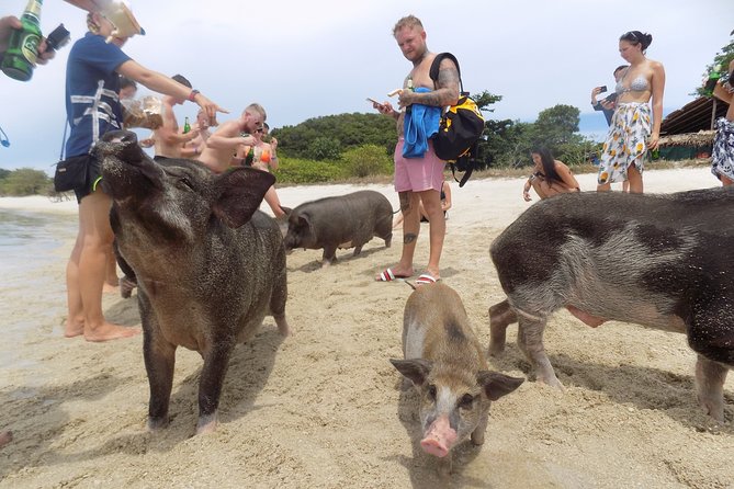 Pig Feeding, Kayaking, Snorkeling Trip at Pig Island By Speedboat From Koh Samui - Kayaking And Sunbeds: The Part That Makes It Feel Like More Than A Boat Trip