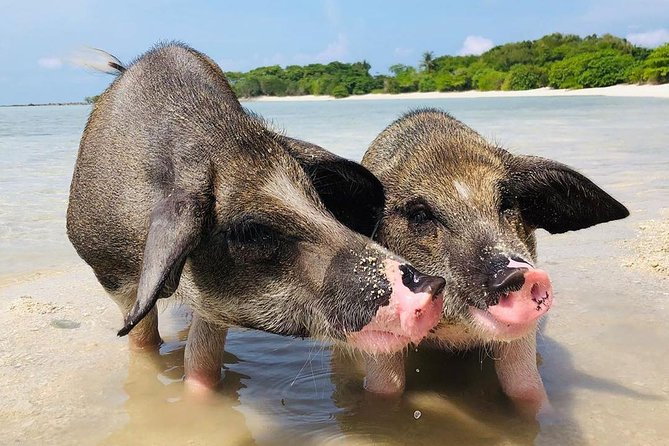 Pig Island Experience By Speed Boat, Snorkeling, Kayaking Relaxing on the Beach - The Thong Krut Fishing Village Stop: Timing Can Make It Vanish