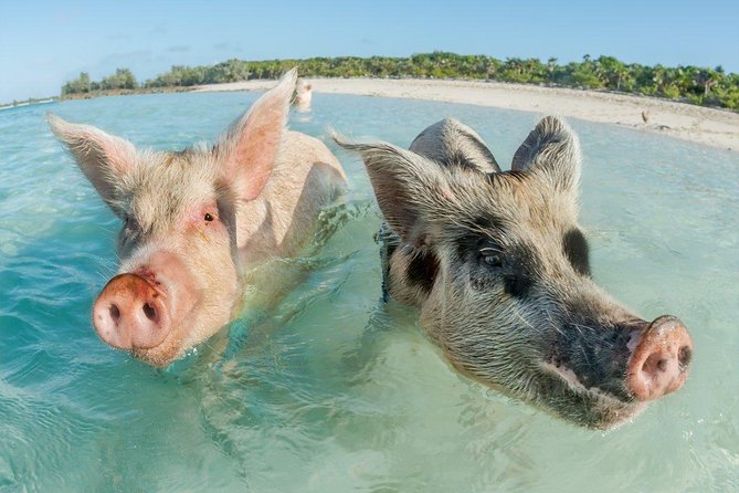 Pig Island Experience By Speed Boat, Snorkeling, Kayaking Relaxing on the Beach - Getting There Smoothly: Pickup, Waiting, and Big-Group Reality