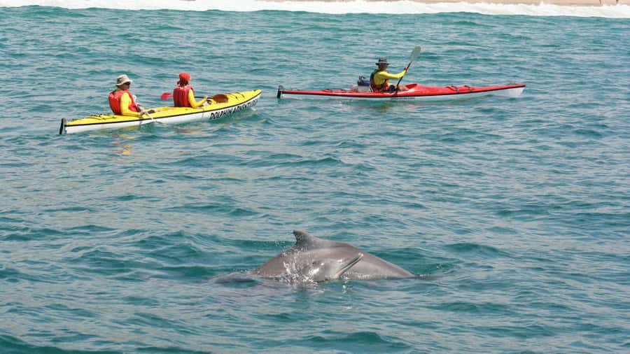 Plettenberg Bay: Guided Sea Kayak Tour - From Briefing to Back on Shore: The Pacing and Flow