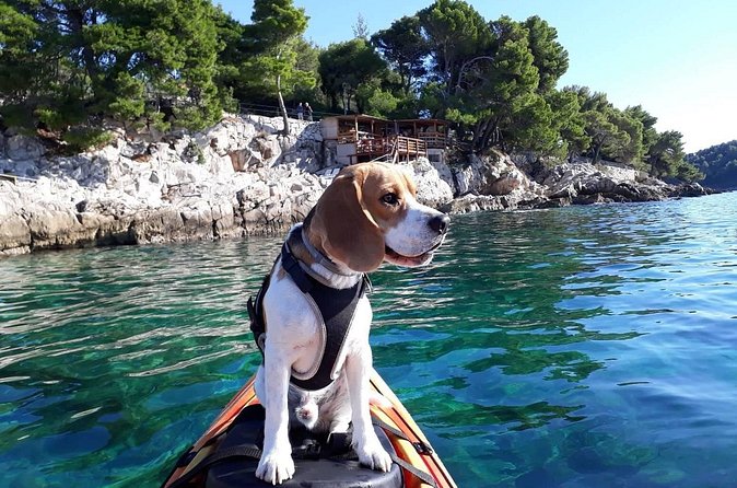 'Pomalo' Guided Sea Kayaking Tour in Cavtat - Price and value: is $48.39 for 3 hours a fair deal?