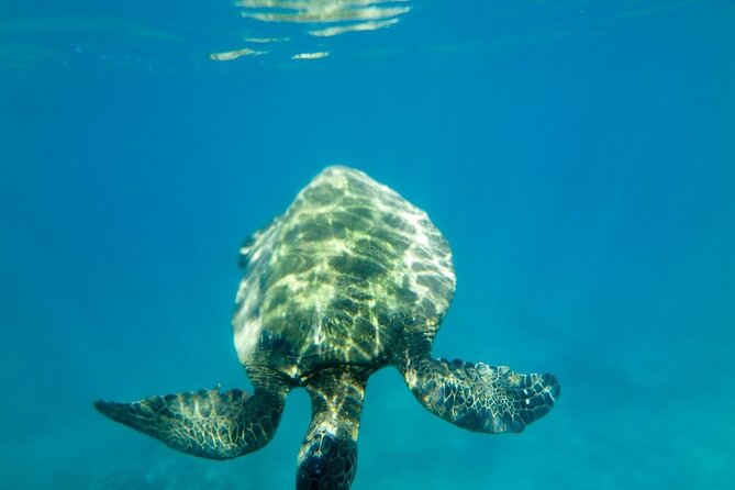 Private Beginner Paddleboard Lesson with Snorkel in Turtle Town - The Value Math: What $179 Gets You on Maui Water