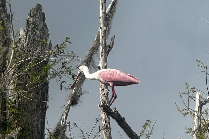 Private Guided Everglades Kayak Tour - What Makes This Private Tour Worth the Price?