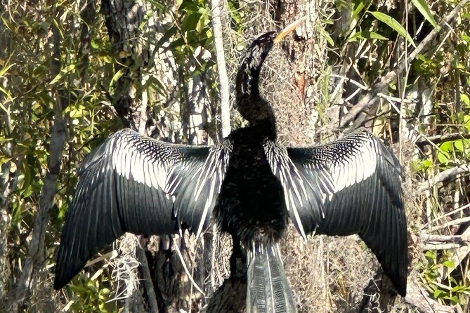 Private Guided Everglades Kayak Tour - Your Paddling Plan: Sunset Glow, Then Stars and Headlamps