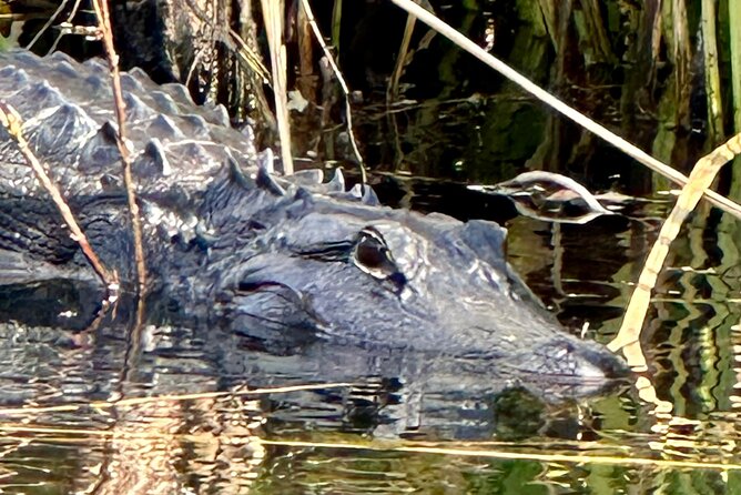 Private Guided Everglades Kayak Tour - Fitness, Night Conditions, and Comfort Reality Checks