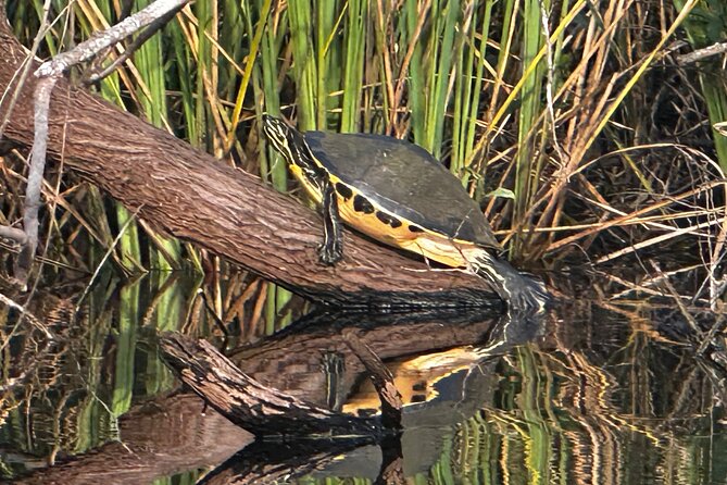 Private Guided Everglades Kayak Tour - Big Cypress National Preserve Meets the Fakahatchee Launch