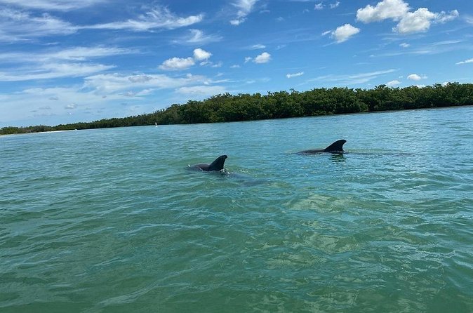 Private Guided Kayak Tour on Big Hickory Pass - Stop 1 in Estero: mangrove tunnels, wildlife odds, and the “look around” moments