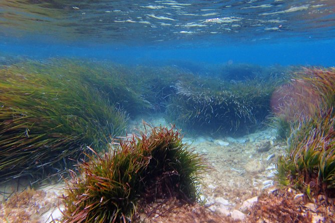 Private Half-Day Kayak Experience in Hvar and Pakleni Islands - Pakleni Islands snorkeling and beach stops: what you can build your day around